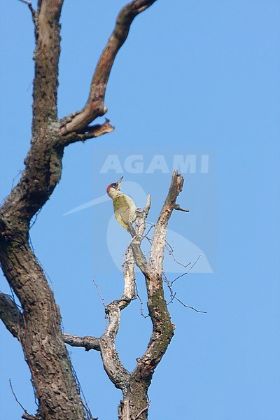 Eurasian Green Woodpecker - Grünspecht - Picus viridis ssp. viridis, Germany, adult male stock-image by Agami/Ralph Martin,