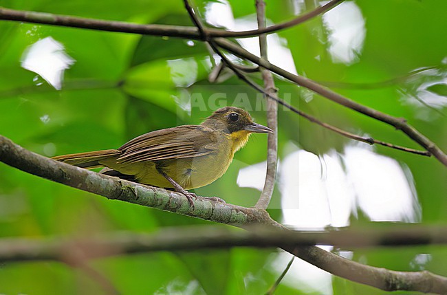 Green-tailed Bristlebill (Bleda eximius) in Sierra Leone. stock-image by Agami/David Monticelli,