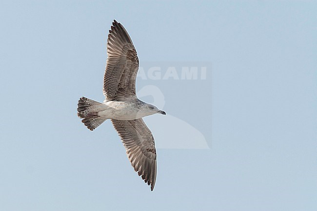 Yellow-legged Gull - MIttelmeermöwe - Larus michahellis ssp. michahellis, Portugal, 1st S stock-image by Agami/Ralph Martin,