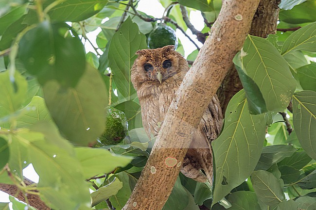 in Jamaica. stock-image by Agami/Pete Morris,