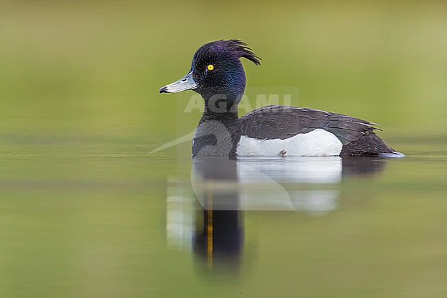Adult male Tufted Duck (Aythya fuligula) swimming on a lake on Iceland. stock-image by Agami/Daniele Occhiato,