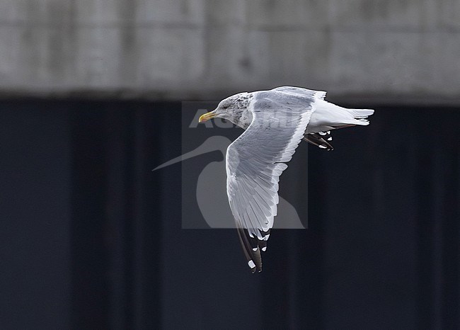 Adult Vega Gull (Larus vegae) in Japan. stock-image by Agami/Yann Muzika,