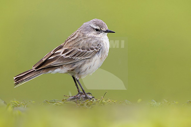 Breeding plumage Caucasian Water Pipit, Anthus spinoletta coutellii, in Georgia. stock-image by Agami/Daniele Occhiato,