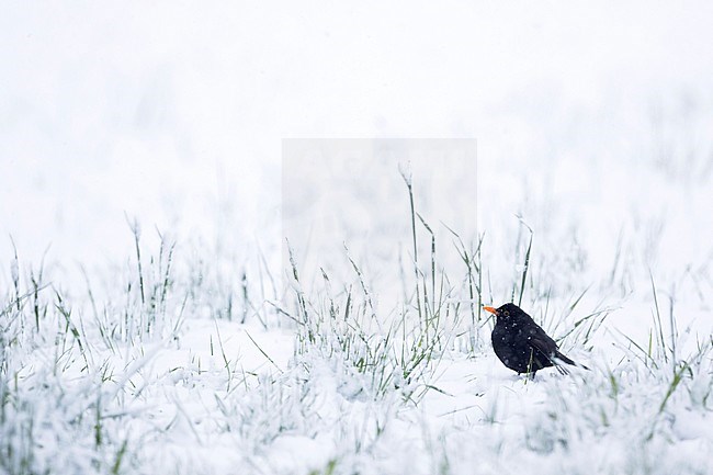 Eurasian Blackbird - Amsel - Turdus merula ssp. merula, Germany, adult male standing in the snow stock-image by Agami/Ralph Martin,