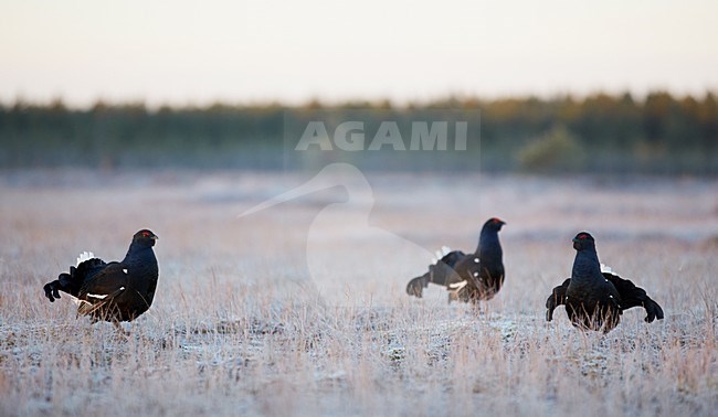 Baltsende Korhoen, Displaying Black grouse stock-image by Agami/Markus Varesvuo,