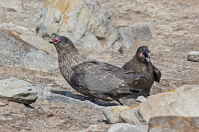 Brown Skua (Stercorarius antarcticus antarcticus) on the Falkland Islands. Eating a chick. stock-image by Agami/Pete Morris,