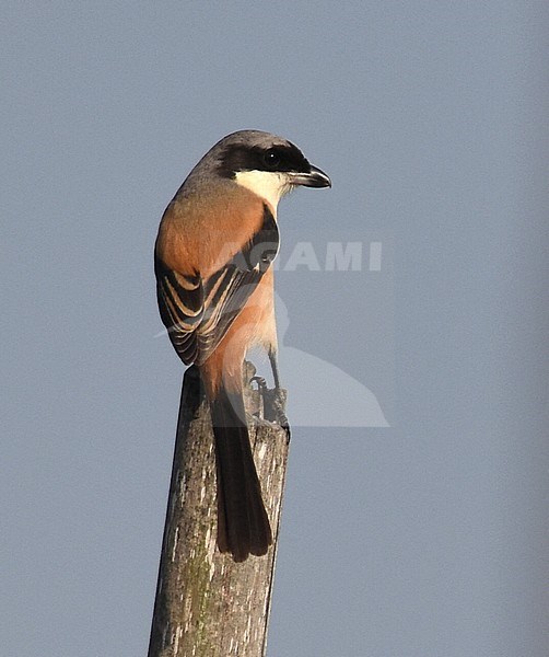 Adult Long-tailed Shrike (Lanius schach) perched on a branch in Myanmar. stock-image by Agami/Laurens Steijn,