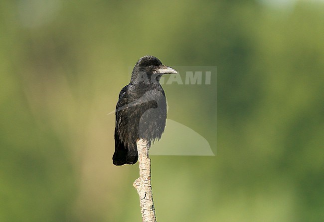 Carrion Crow (Corvus corone) sitting on a pole stock-image by Agami/Ran Schols,