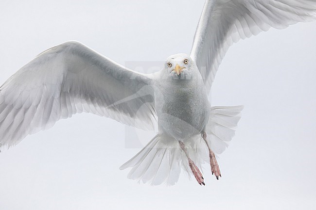 Adult Herring gull (Larus argentatus), argenteus subspecies, flying against a pale background in Brittany, France. stock-image by Agami/Sylvain Reyt,