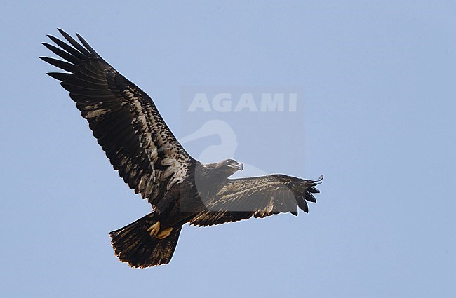Bald Eagle, Haliaeetus leucocephalus, juvenile at Florida, USA stock-image by Agami/Helge Sorensen,