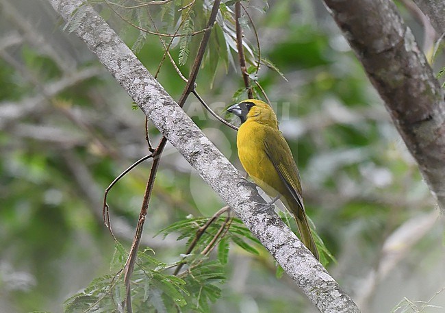 Yellow-green Grosbeak, Caryothraustes canadensis, in Brazil. stock-image by Agami/Laurens Steijn,
