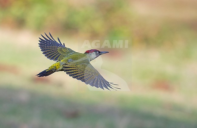 Above view of a European Green Woodpecker (Picus viridis) in flight. Sweden stock-image by Agami/Markku Rantala,
