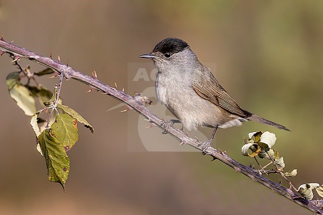 Perching Male Blackcap seen from the side stock-image by Agami/Onno Wildschut,