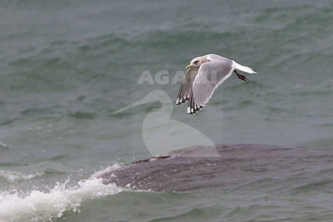 Vliegende Thayers Meeuw, Thayer's Gull in flight stock-image by Agami/David Monticelli,