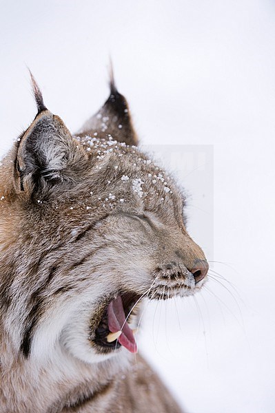 Close up portrait of a European lynx, Lynx lynx, yawning. Polar Park, Bardu, Troms, Norway. stock-image by Agami/Sergio Pitamitz,