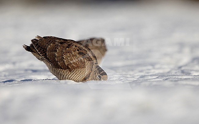 Eurasian Woodcock (Scolopax rusticola) 2 birds  feeding in snow at Blåvand, Denmark stock-image by Agami/Helge Sorensen,