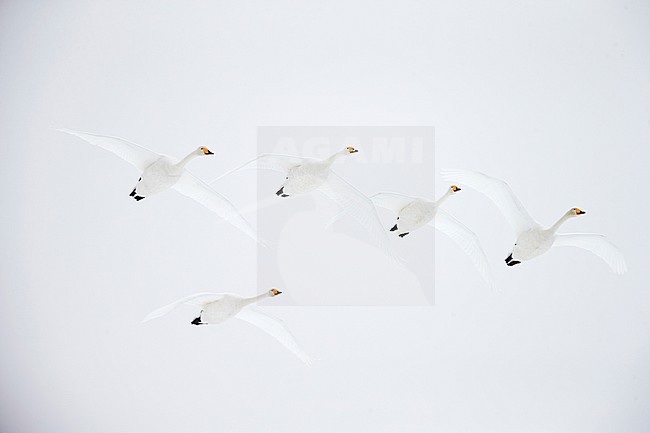 Whooper Swans (Cygnus cygnus) wintering on Hokkaido in northern Japan. stock-image by Agami/Markus Varesvuo,
