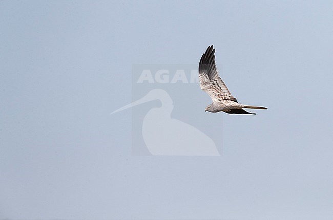 Male Montagu's Harrier (Circus pygargus) in flight in Spain. Showing under wing. stock-image by Agami/Marc Guyt,