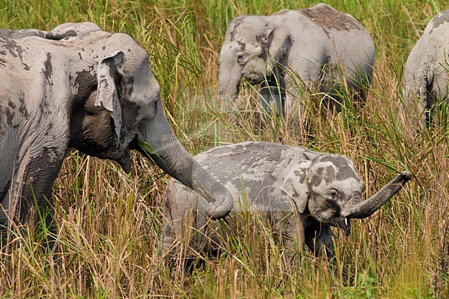 Indische Olifant met jong; Indian Elephant with young stock-image by Agami/Arnold Meijer,