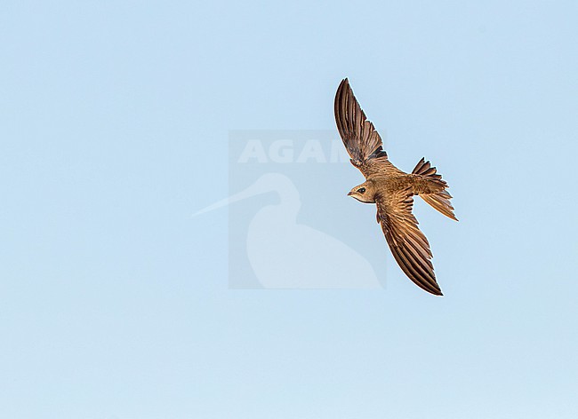 Pallid Swift (Apus pallidus) in central Spain during summer. stock-image by Agami/Marc Guyt,