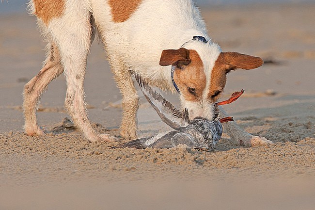 Zwarte Zeekoet wordt aangevallen door hond op strand; Black Guillemot attacked by dog at beach stock-image by Agami/Harvey van Diek,