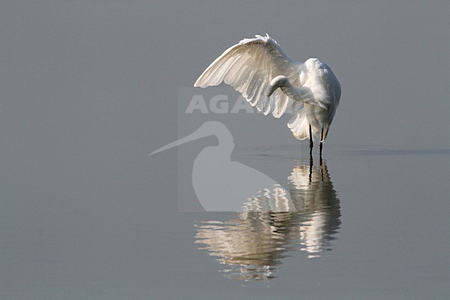 Poetsende Grote Zilverreiger, Great Egret preening stock-image by Agami/Karel Mauer,