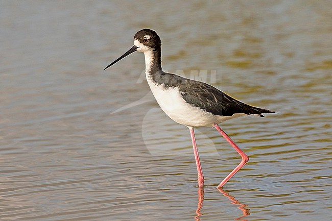 Hawaiian stilt (Himantopus mexicanus knudseni) on Maui island, Hawaii, United States. Endangered subspecies. stock-image by Agami/Pete Morris,