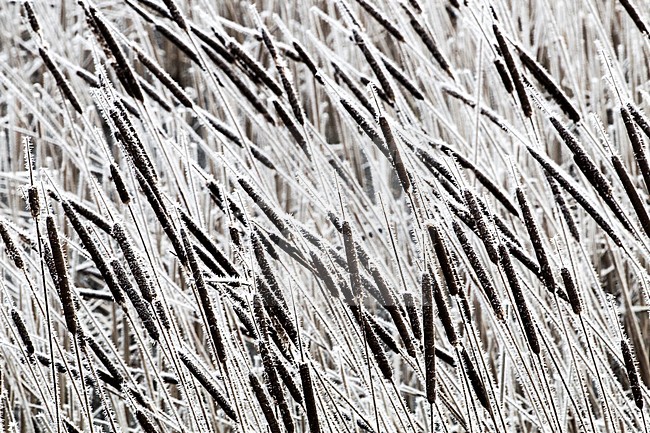 Bevroren tKleine lisdodde, Branches with frost stock-image by Agami/Menno van Duijn,