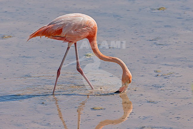 American flamingo, Phoenicopterus ruber, on the Galapagos Islands, part of the Republic of Ecuador. stock-image by Agami/Pete Morris,