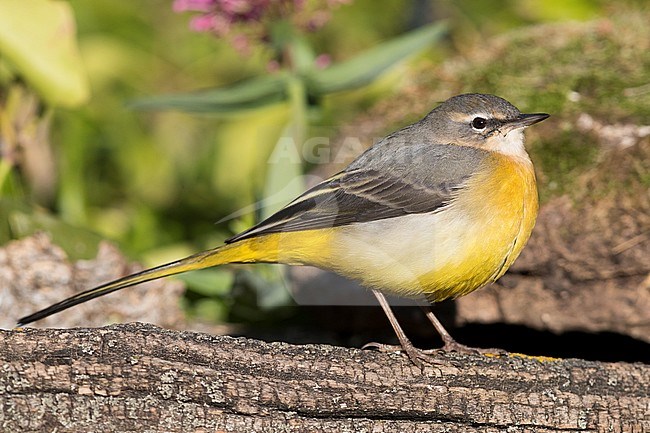 Grey Wagtail (Motacilla cinerea), first winter plumage standing on a dead branch stock-image by Agami/Saverio Gatto,