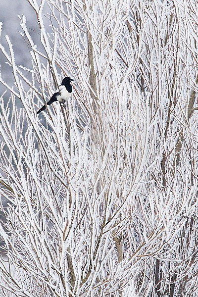 Common Magpie in winter stock-image by Agami/Menno van Duijn,