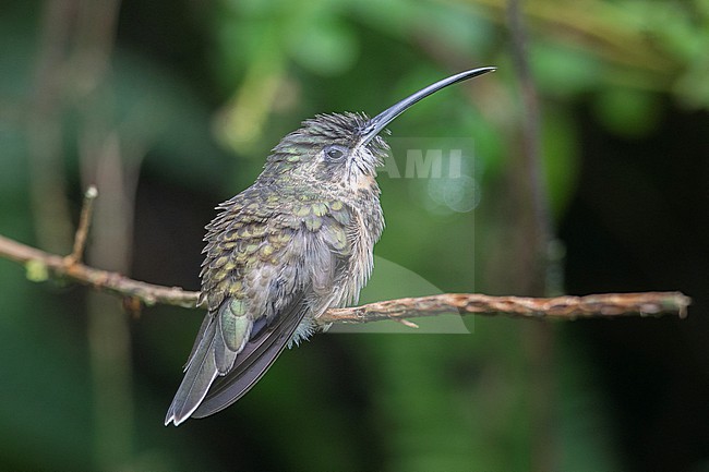 Pale-tailed Barbthroat (Threnetes leucurus cervinicauda) at Reserva Natural La Isla Escondida, Orito, Putumayo, Colombia. stock-image by Agami/Tom Friedel,