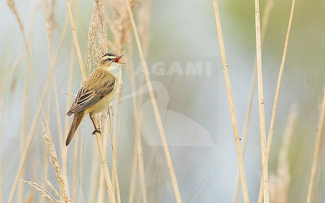 Sedge Warbler (Acrocephalus schoenobaenus) perched, singing, showing reed environment. stock-image by Agami/Lennart Verheuvel,