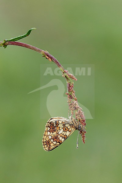 Zilveren maan hangend en vol met dauw; Small Pearl-bordered Fritillary hanging full with dew; stock-image by Agami/Walter Soestbergen,