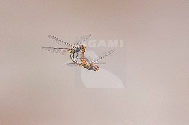 Two dragonflies, Sympetrum species, also known as darters, mating in mid-flight. Khwai Concession Area, Okavango, Botswana. stock-image by Agami/Sergio Pitamitz,