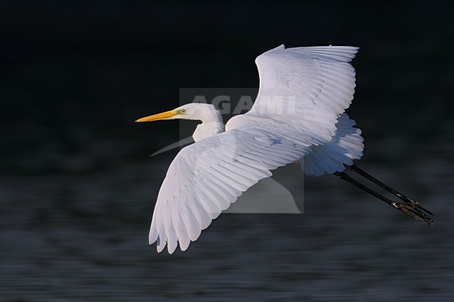 Grote Zilverreiger in de vlucht; Great Egret in flight stock-image by Agami/Daniele Occhiato,