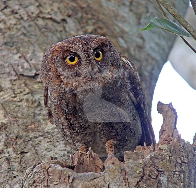 Ryukyudwergooruil,  Elegant Scops-Owl stock-image by Agami/Pete Morris,