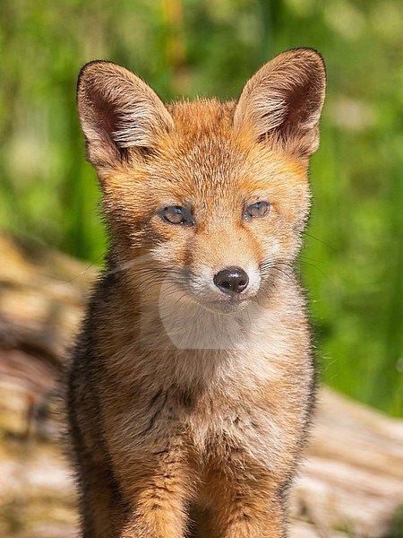 Red Fox, Vulpes vulpes; adolescent stock-image by Agami/Hans Germeraad,