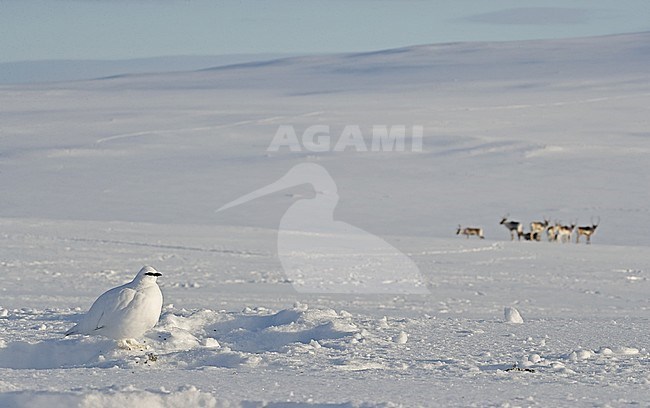 Ptarmigan (Lagopus mutus) wintering in arctic conditions in arctic Finland. Reindeers in the background. stock-image by Agami/Markus Varesvuo,