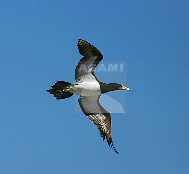 Brown Booby flying; Bruine Gent vliegend stock-image by Agami/Marc Guyt,