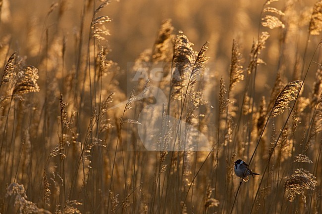 Mannetje Rietgors in zomerkleed zittend; Male Common Reed Bunting in summer plumage perched stock-image by Agami/Menno van Duijn,