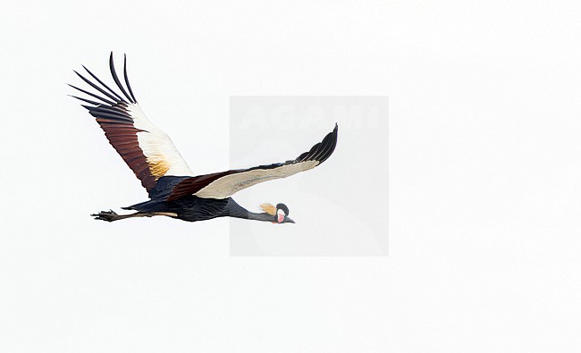 Black Crowned Crane, Balearica pavonina, in flight. stock-image by Agami/Ian Davies,