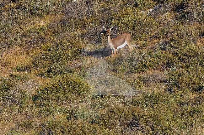 Mountain Gazella sitting in Lahav Reserve, Lahav, Israel. April 12, 2013. stock-image by Agami/Vincent Legrand,