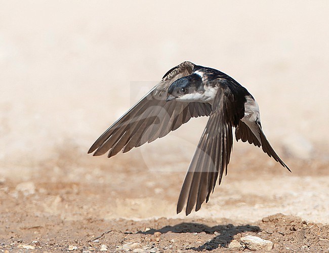 Common House Martin (Delichon urbicum) on Lesvos, Greece. Collecting mud at a freshwater pool. stock-image by Agami/Marc Guyt,