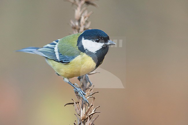 Great Tit - Kohlmeise - Parus major ssp. major, Germany, adult female stock-image by Agami/Ralph Martin,