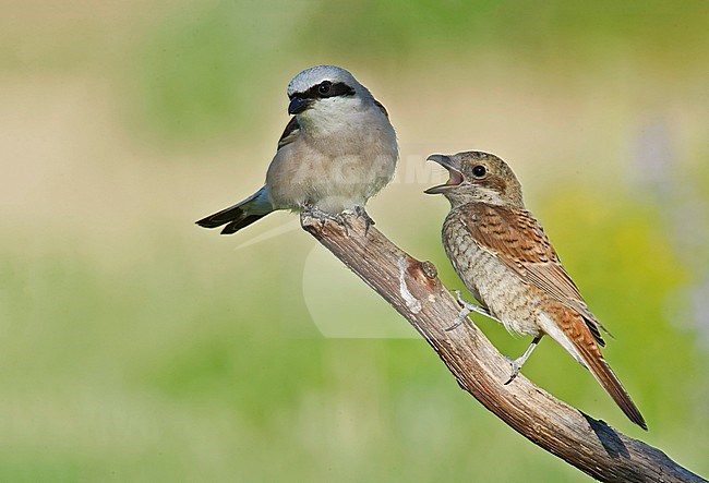 Adult male and juvenile Red-backed Shrike stock-image by Agami/Alain Ghignone,