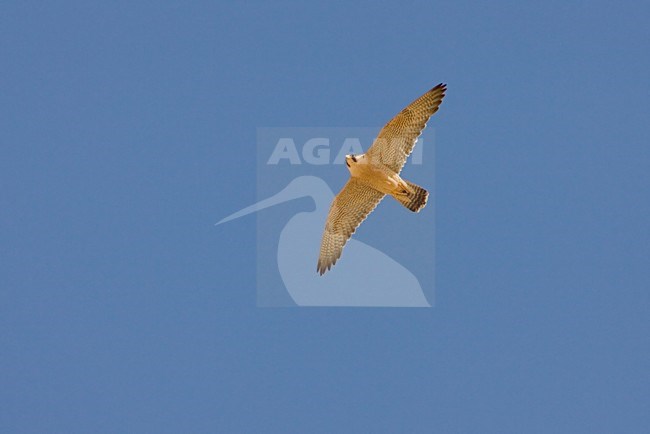 Barbarijse Valk in vlucht; Barbary Falcon in flight stock-image by Agami/Daniele Occhiato,