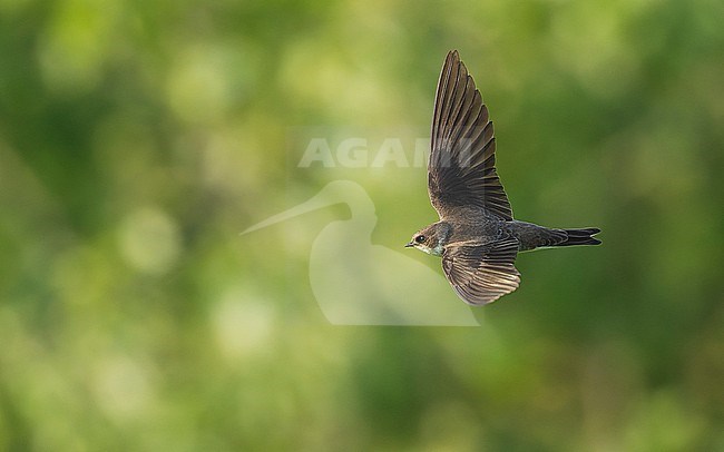 Sand Martin (Riparia riparia) in flight, with green background. stock-image by Agami/Lennart Verheuvel,