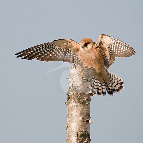 Vrouwtje Roodpootvalk zittend op een paal; Female Red-footed Falcon perched on a pole stock-image by Agami/Han Bouwmeester,