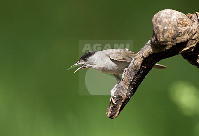 Mannetje Zwartkop zingt vanaf tak; Male Blackcap singing from branch stock-image by Agami/Marc Guyt,